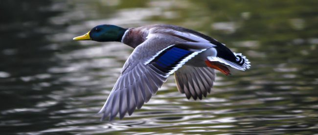 duck-gff3929005_1920